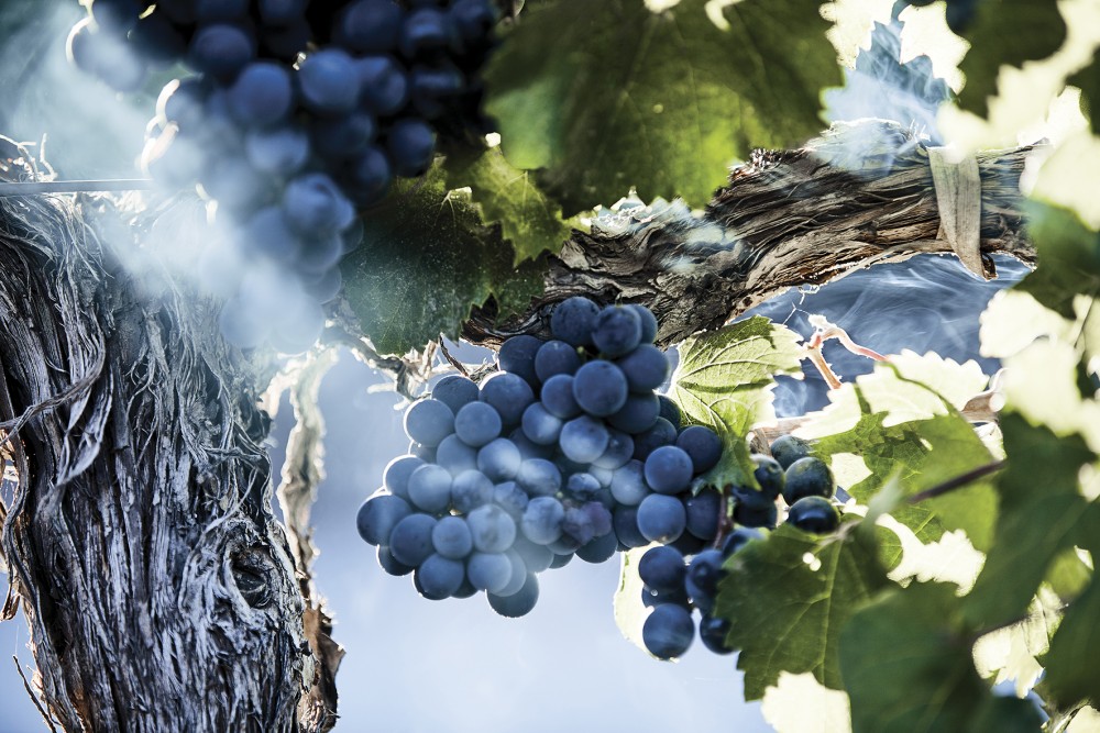 Ruca Malen viña image